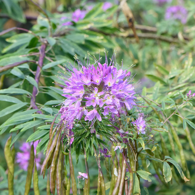 Pink Rocky Mountain Beeplant flower with green leaves against a blurred golden background.