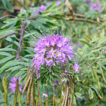 Pink Rocky Mountain Beeplant flower with green leaves against a blurred golden background.