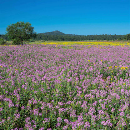 Purple pink Rocky Mountain Beeplant flowers in a large field against a blue sky background.