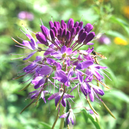 Purple and white Rocky Mountain Beeplant flowers with long stamens against a blurred background.