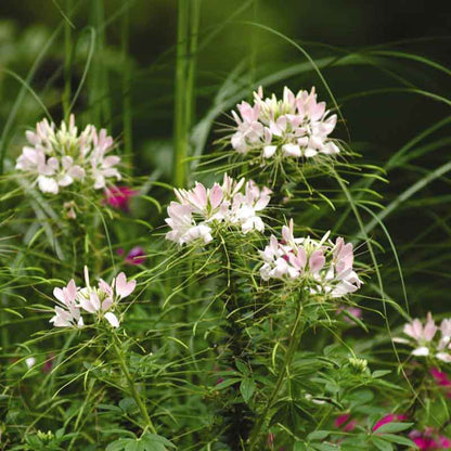Light pink Cleome Sparkler Blush flowers with long stamens against a blurred green background.