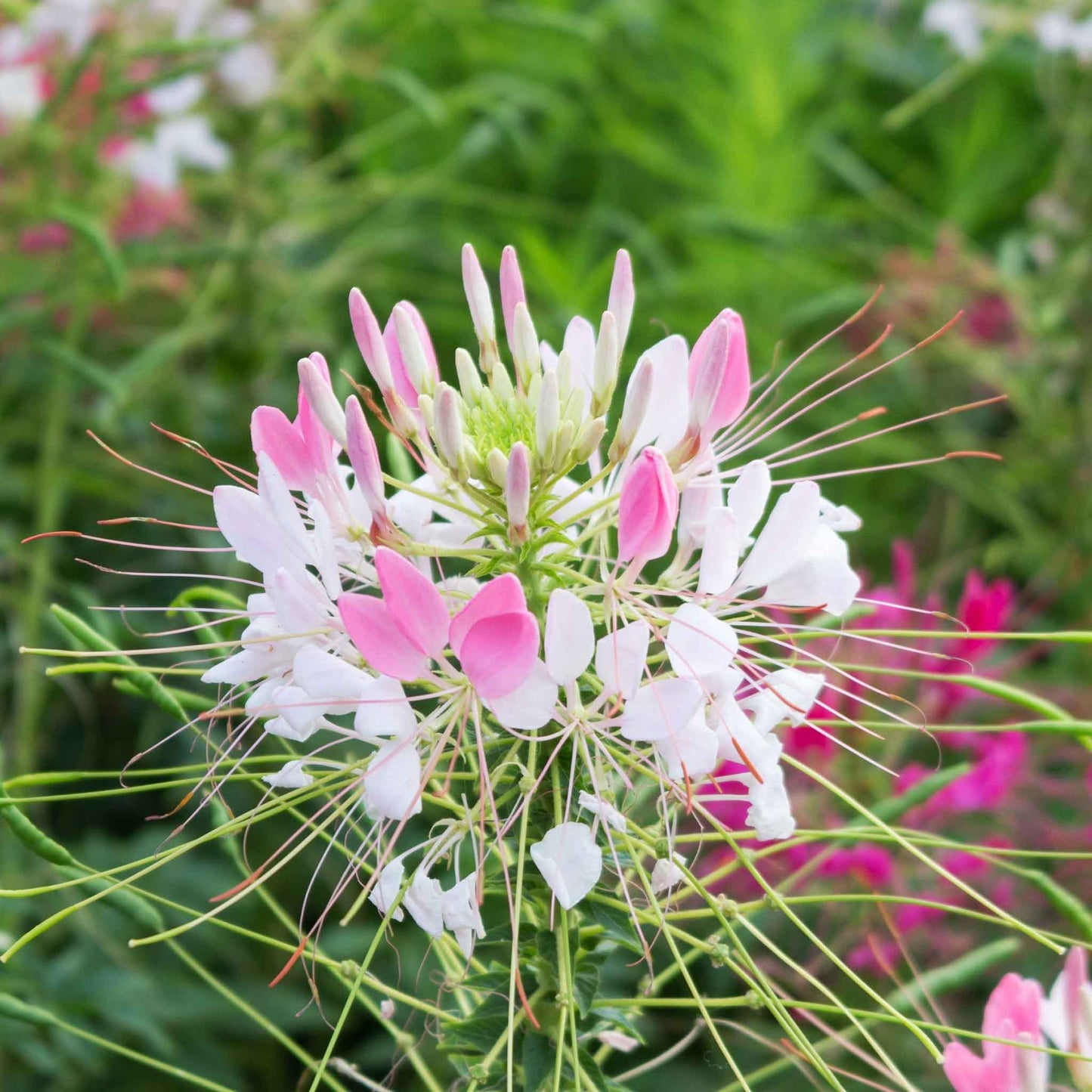 Light pink Cleome Sparkler Blush flowers with white blooms against a blurred green background.