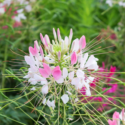 Light pink Cleome Sparkler Blush flowers with white blooms against a blurred green background.