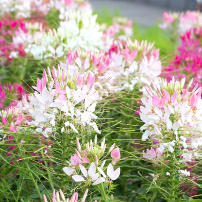 White and pink Cleome Sparkler Blush flowers with long stamens against a blurred green background.