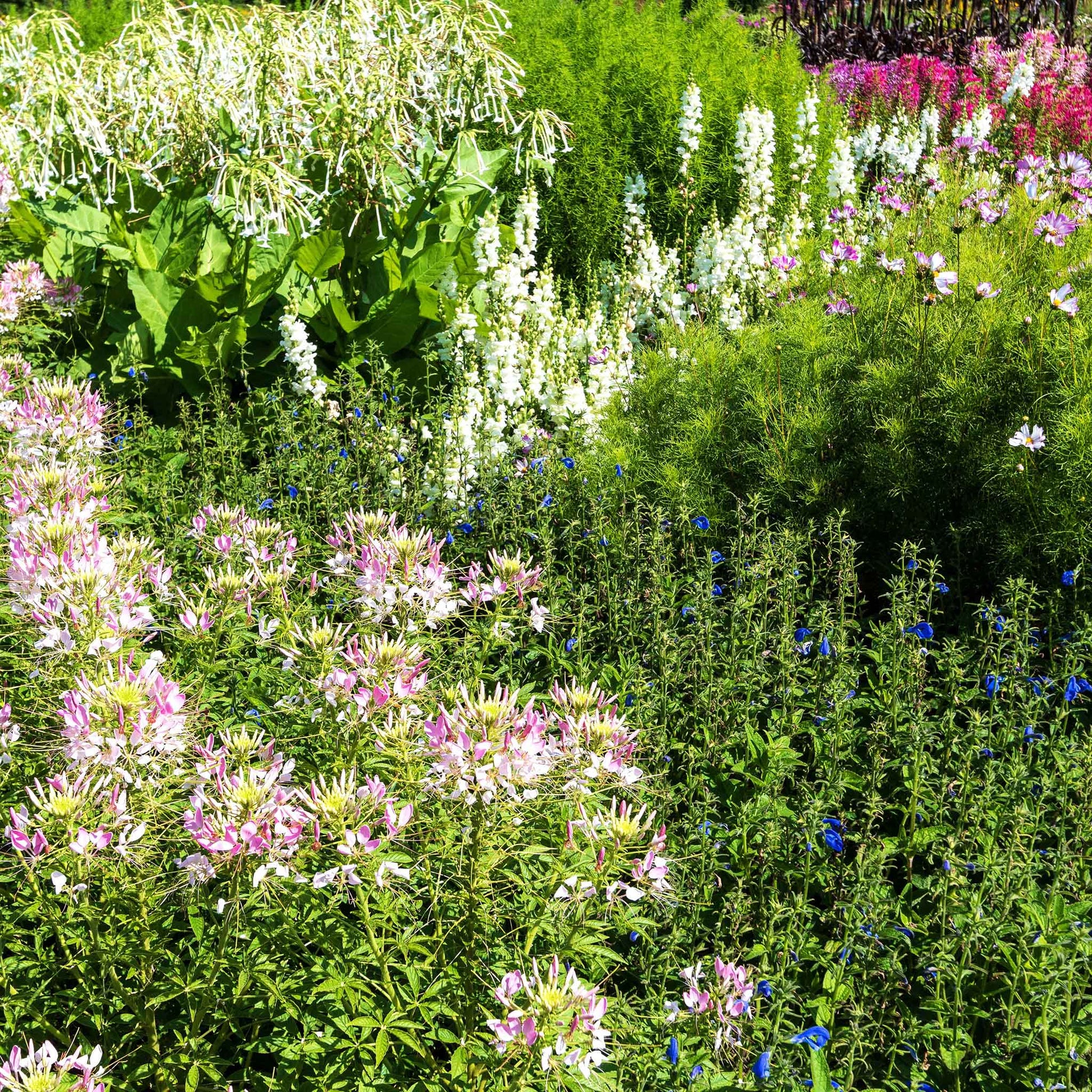 Pink Cleome Sparkler Blush flowers on tall green stems against a blurred garden background.