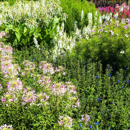 Pink Cleome Sparkler Blush flowers on tall green stems against a blurred garden background.