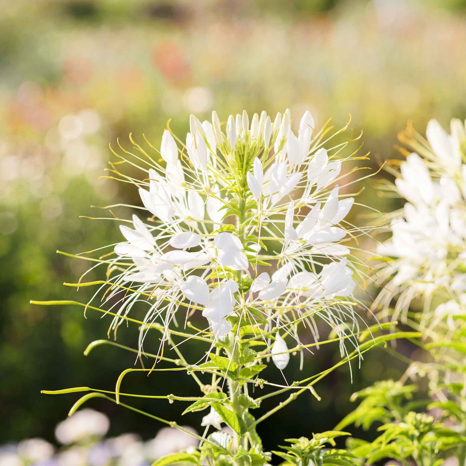 A vibrant cluster of White Cleome White Queen flowers against a blurred green background.