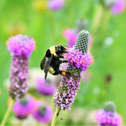 Purple prairie clover blooms with a bee against a soft green background.