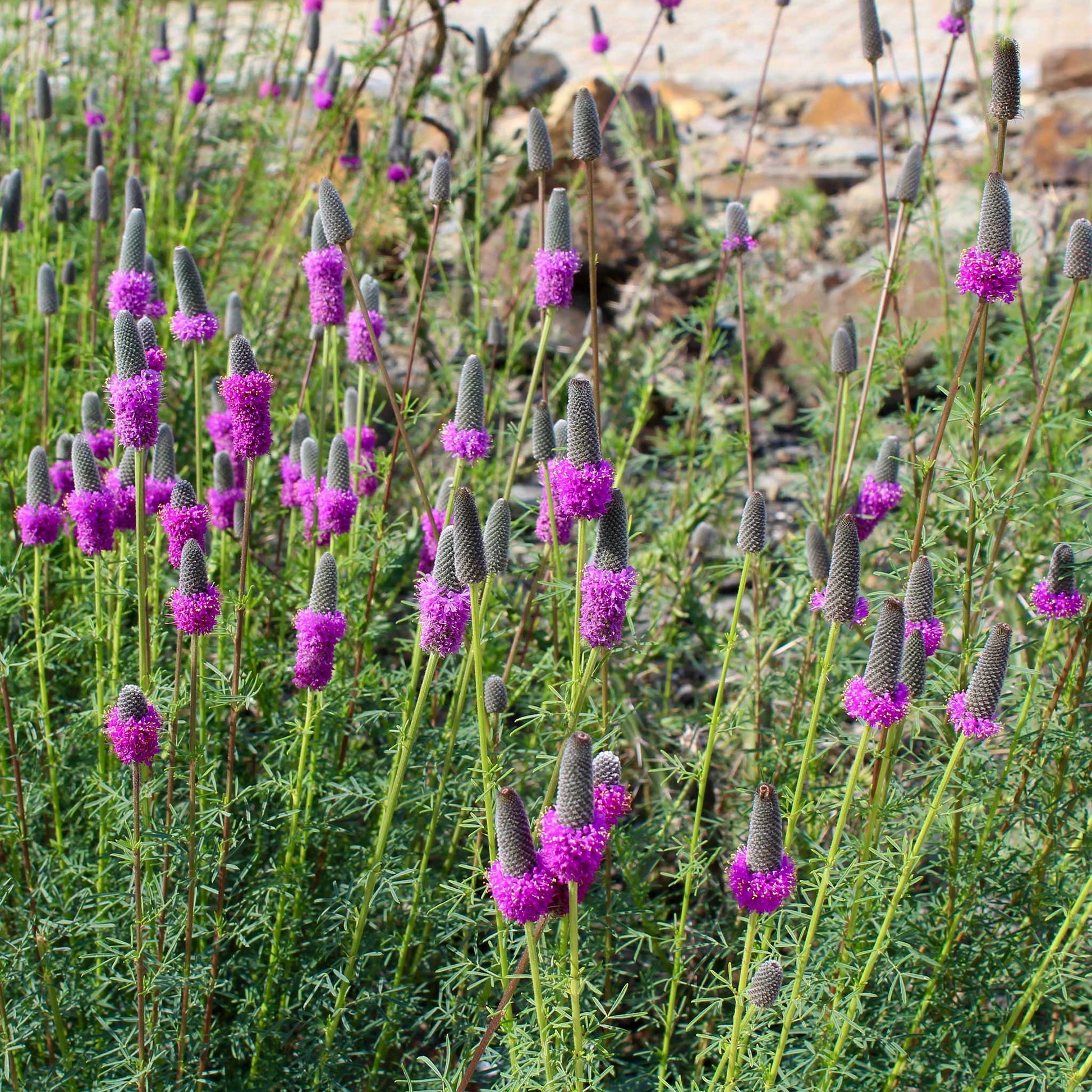 Purple prairie clover flowers growing in a rocky garden with green plants.