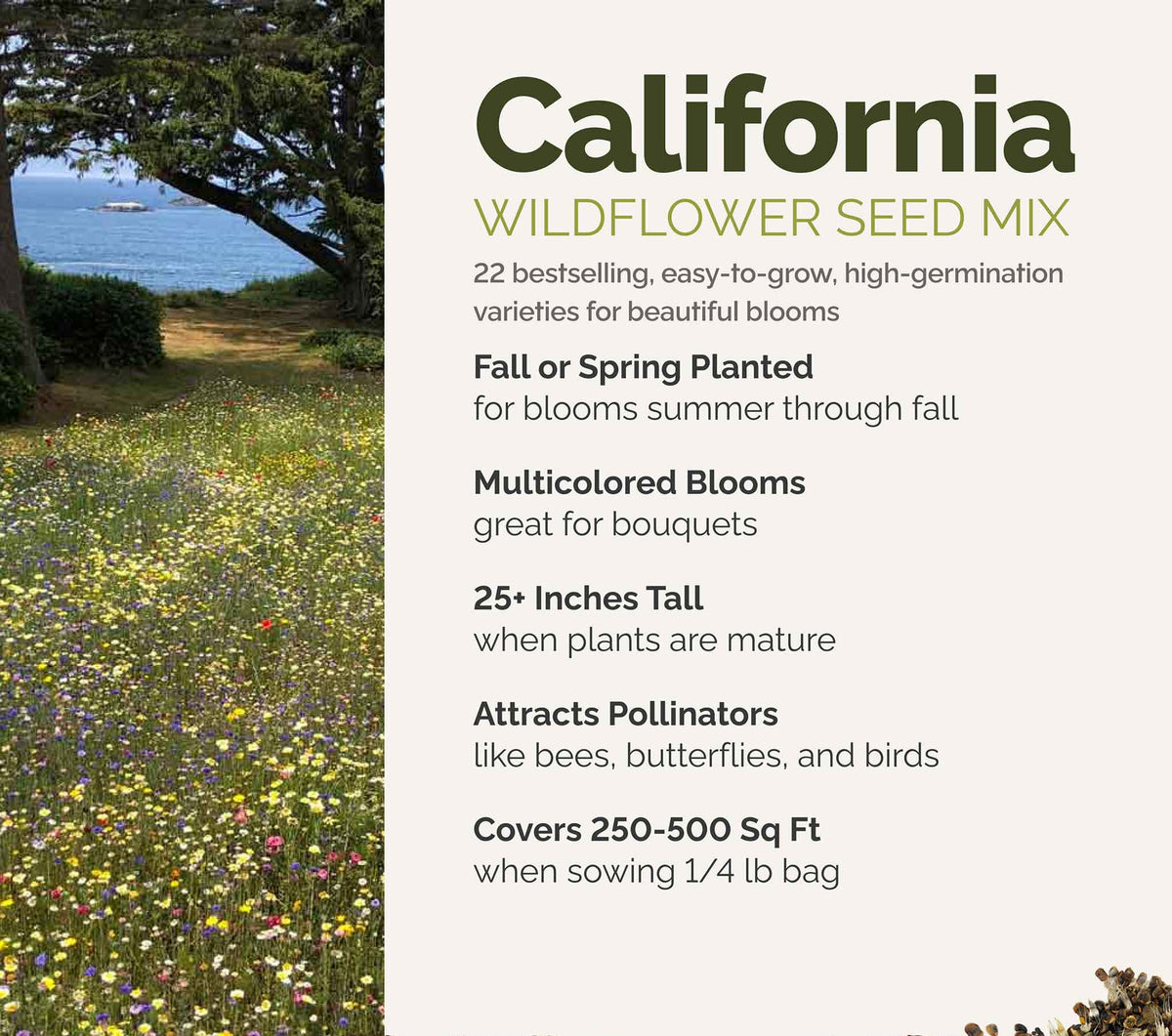 A visual overview of the wildflower seed mix, showcasing expected floral blooms.
