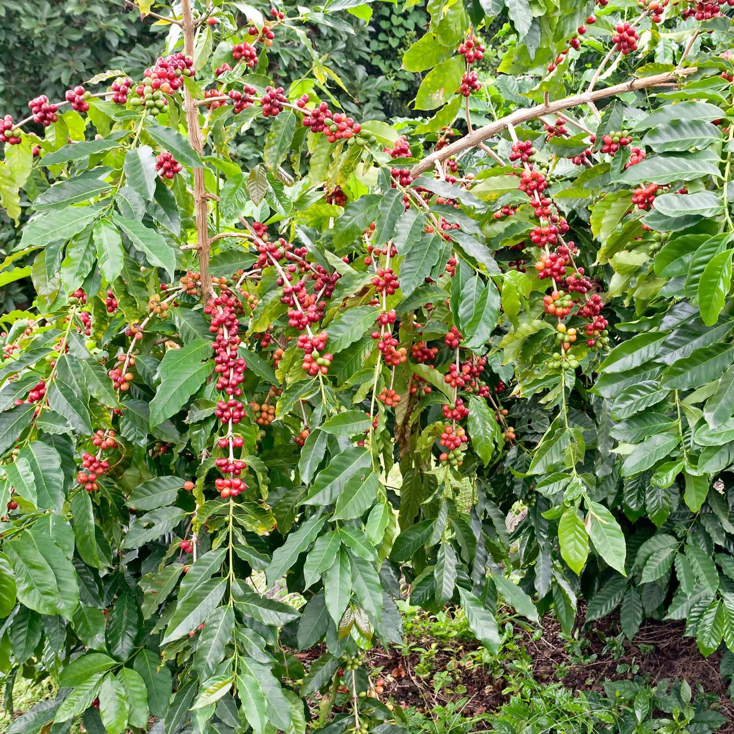 A close-up view of small, vibrant, red Coffee seeds on a lush green background.