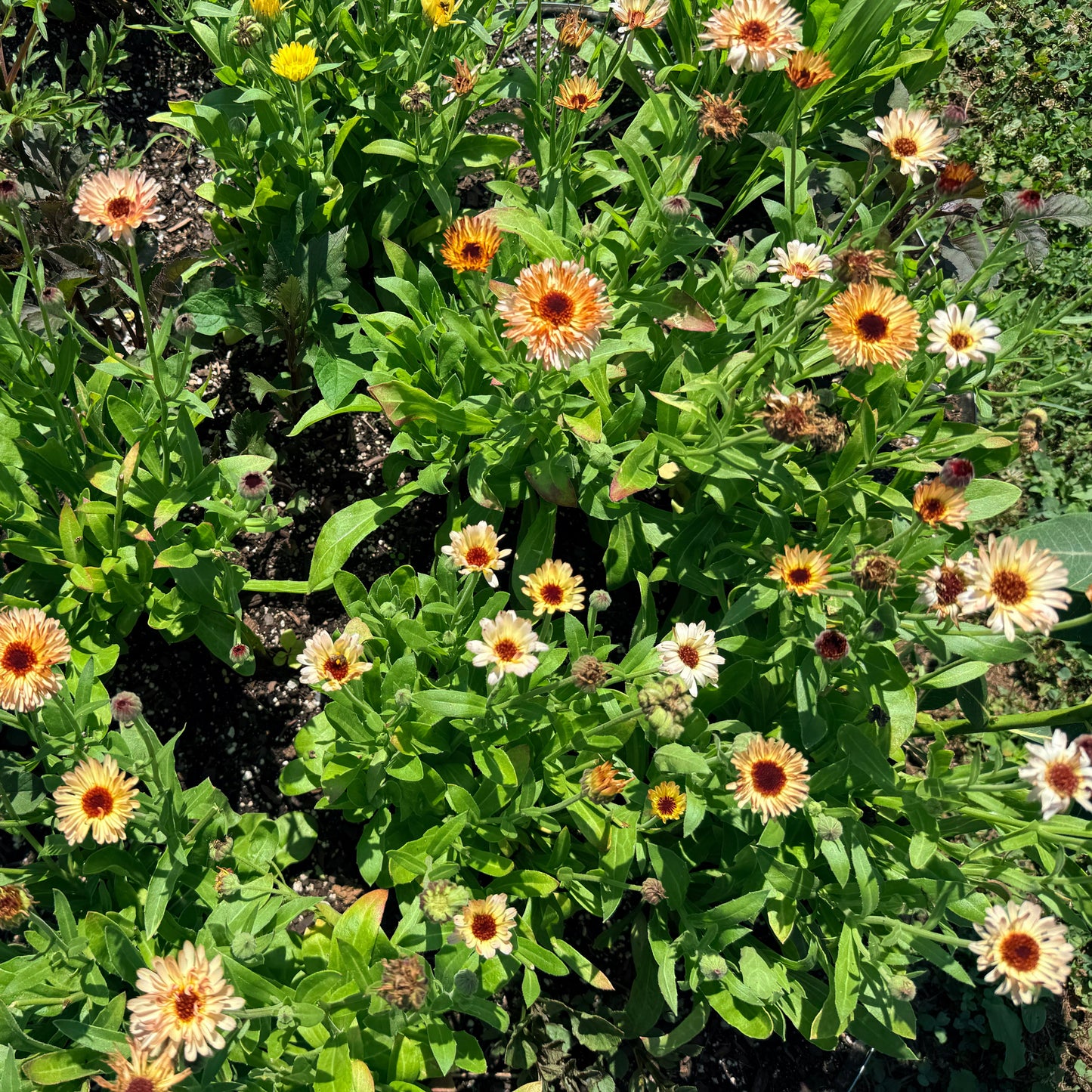 Coffee and Cream Calendula