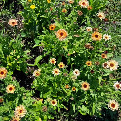Coffee and Cream Calendula