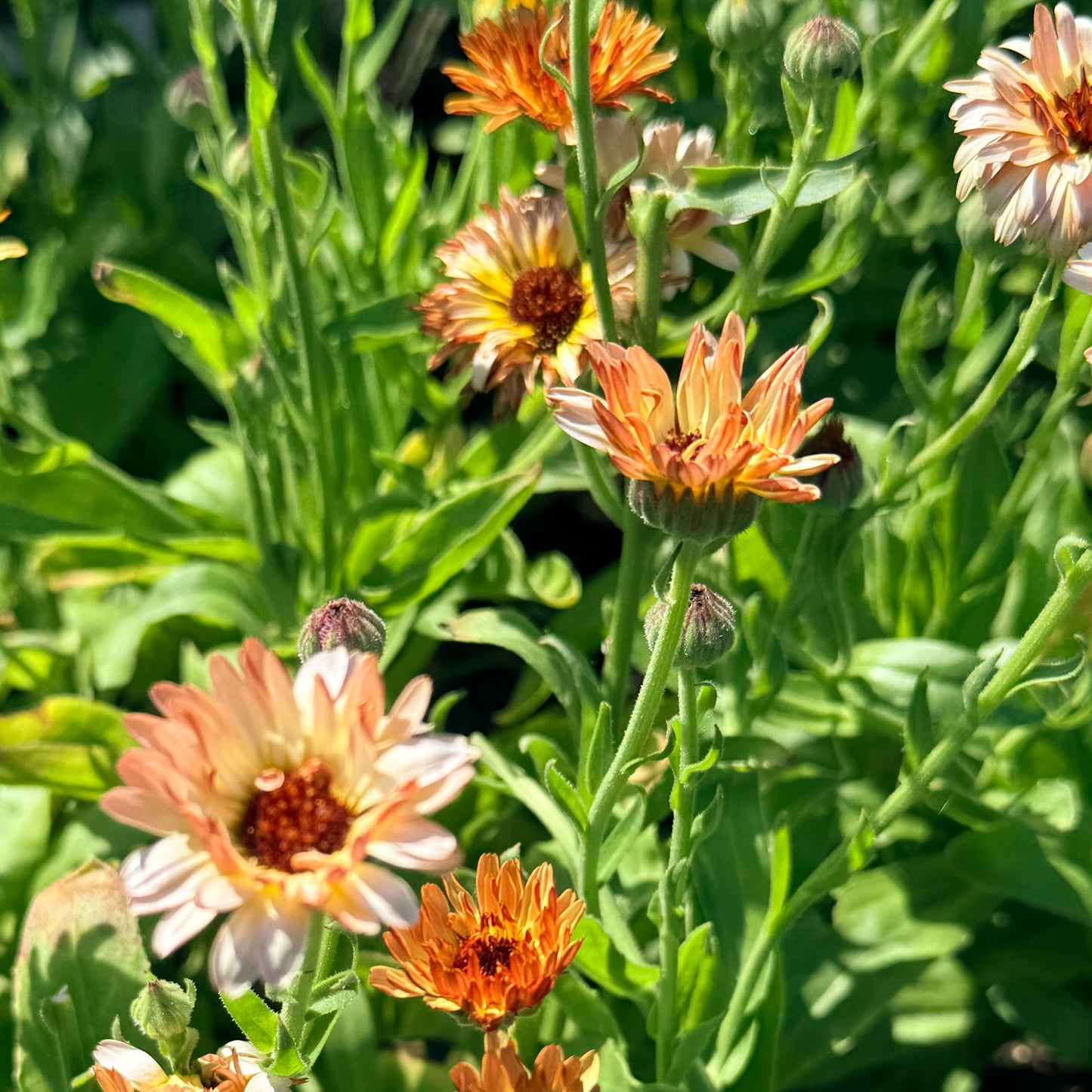 Coffee and Cream Calendula