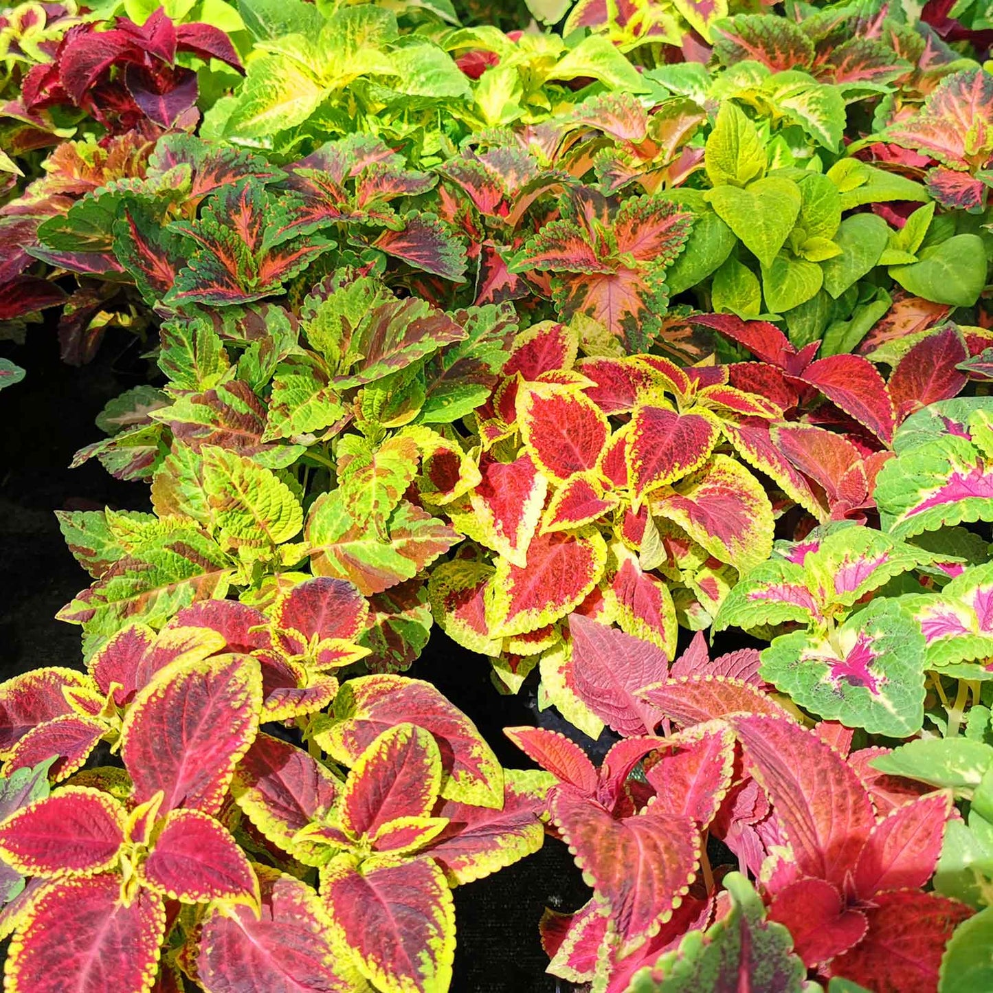 Coleus blumei rainbow mix leaves in red, green, and yellow against a blurred garden background.
