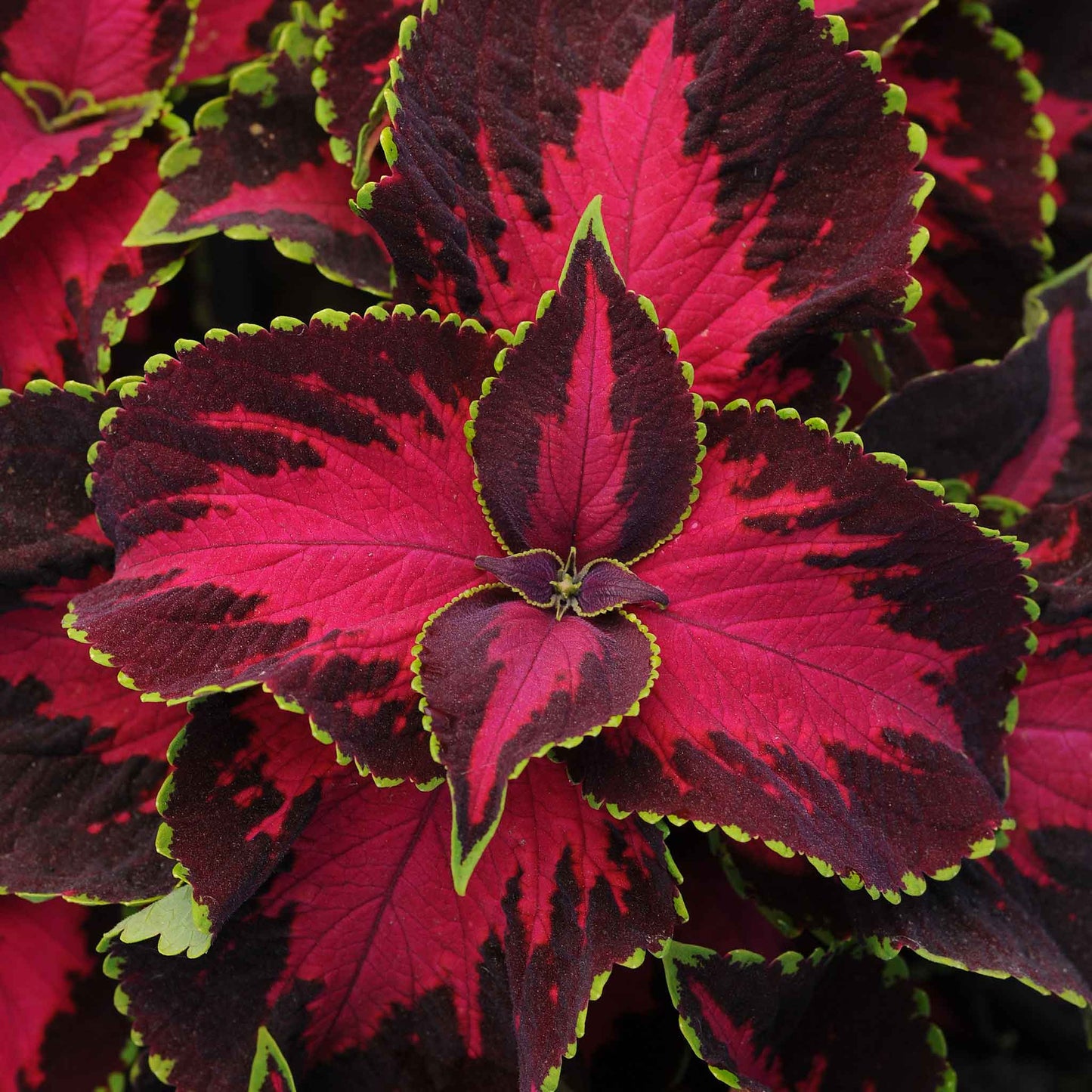Coleus chocolate covered cherry with red-pink centers and dark green edges on a green background.
