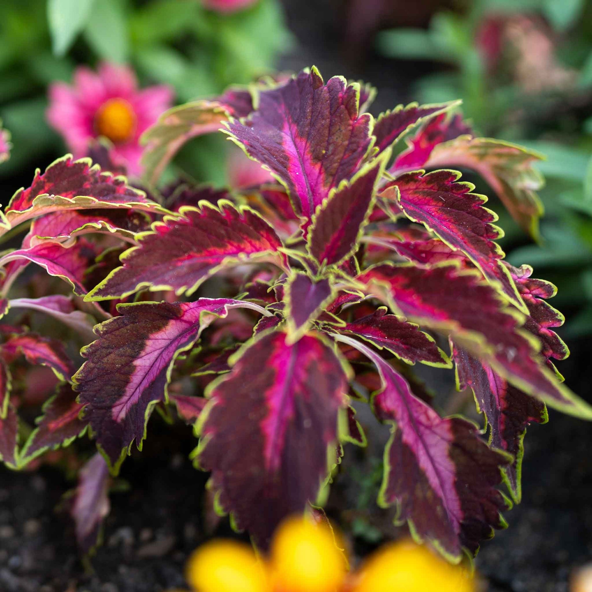Deep red and green coleus chocolate covered cherry leaves with yellow flowers in the background.