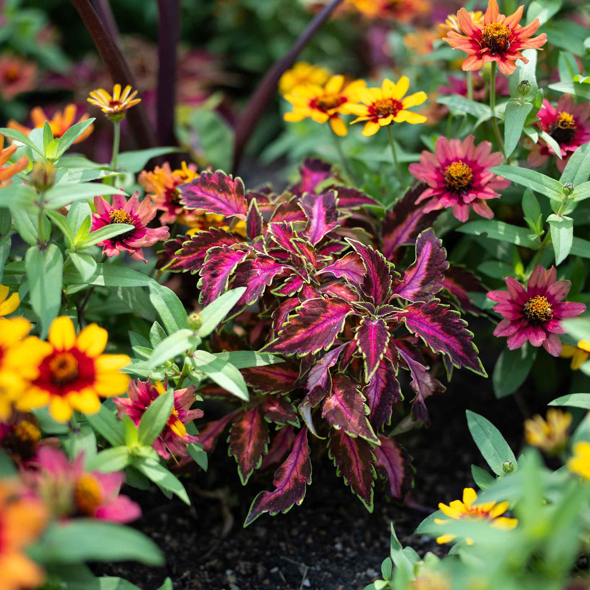 Coleus chocolate covered cherry with dark red and green leaves over a soft green background.
