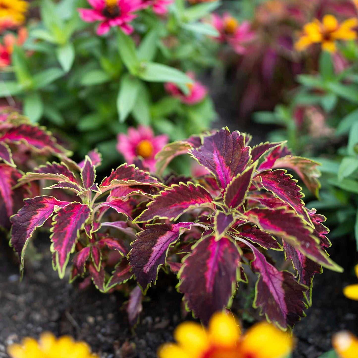 Coleus chocolate covered cherry with deep red leaves edged in green against a dark background.