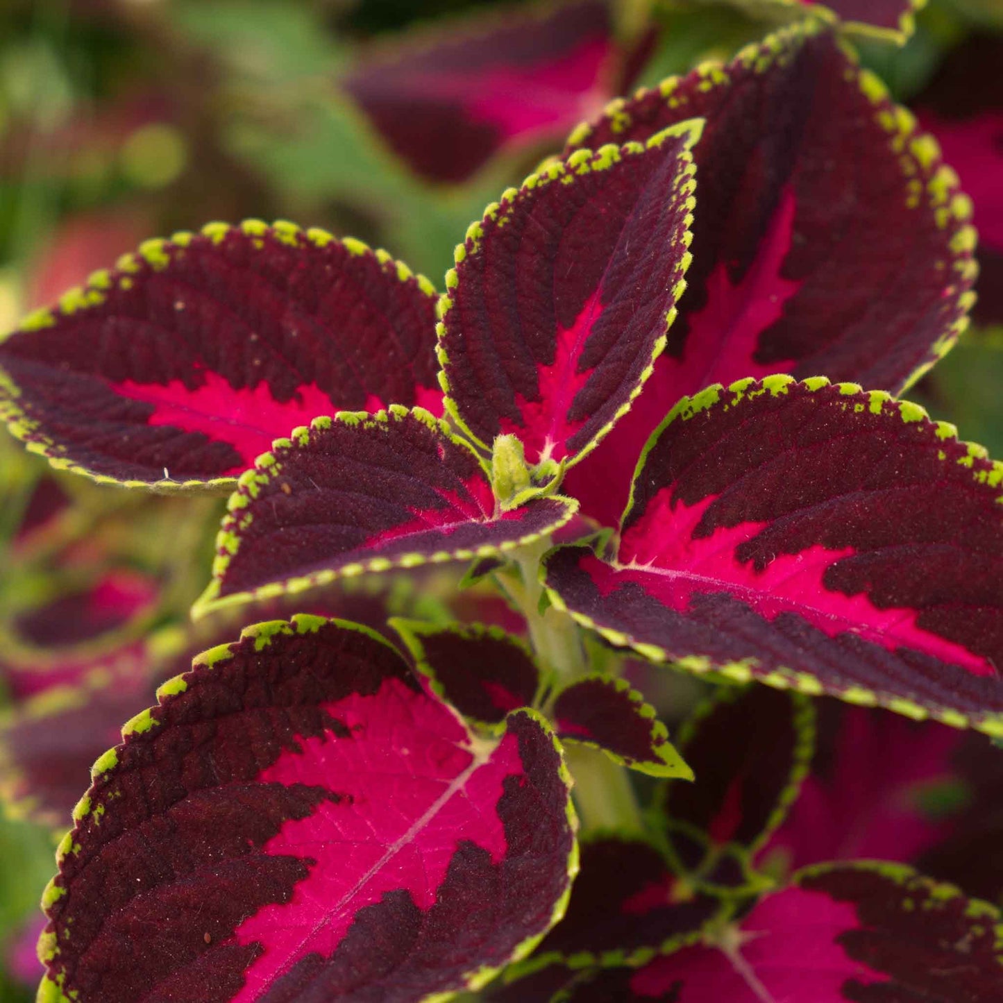 Close-up of coleus chocolate covered cherry with deep red centers and lime green edges.