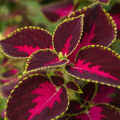 Close-up of coleus chocolate covered cherry with deep red centers and lime green edges.