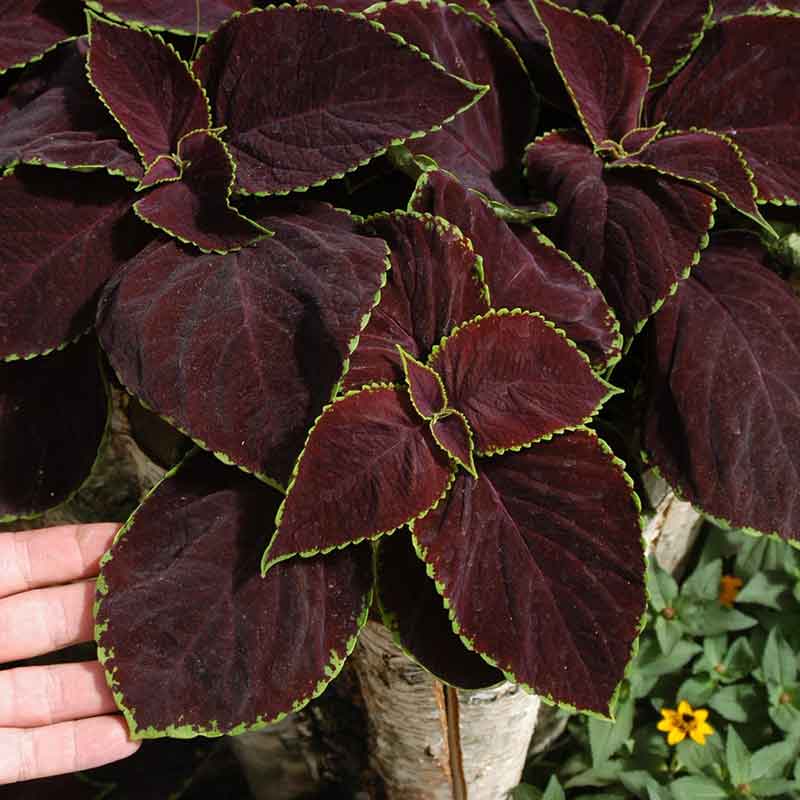 Coleus chocolate mint with dark centers and bright green edges held against a light background.