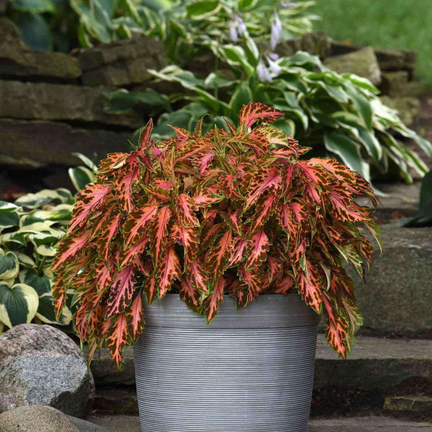 Coleus coral candy with pink and green leaves growing in a gray pot on a patio background.