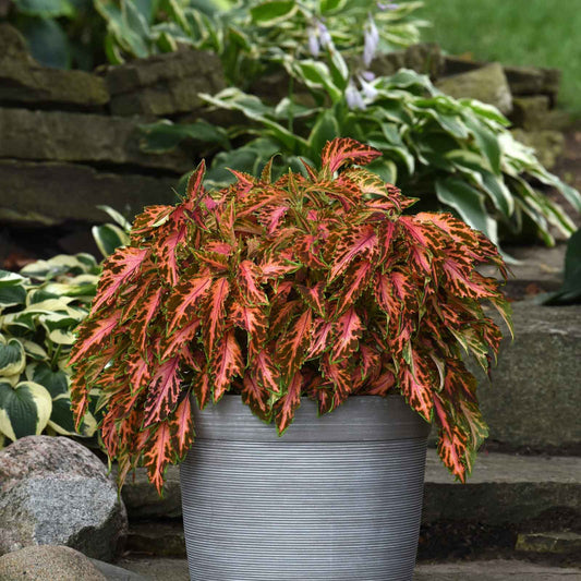 Coleus coral candy with pink and green leaves growing in a gray pot on a patio background.