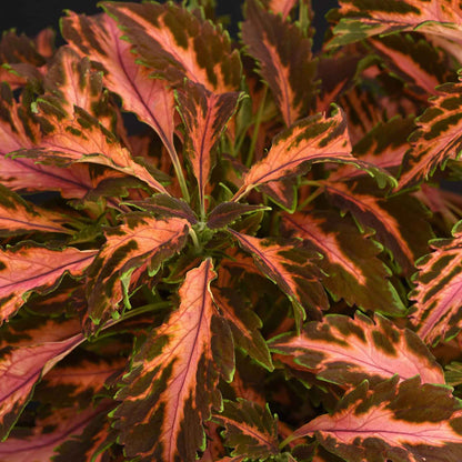 Close-up of coleus coral candy with long salmon-pink leaves against a dark blurred background.