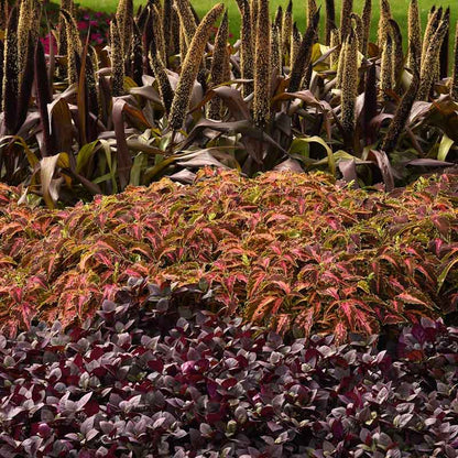 Coleus coral candy with coral and dark red leaves growing over a rusty brown ground cover.