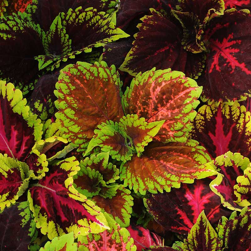 Coleus kong empire mix with bold red, green, and yellow leaves against a blurred garden background.
