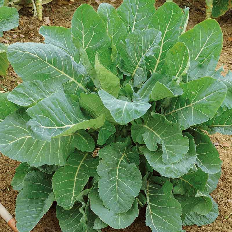 A close-up of a vibrant green georgia southern collard plant with large, healthy leaves.