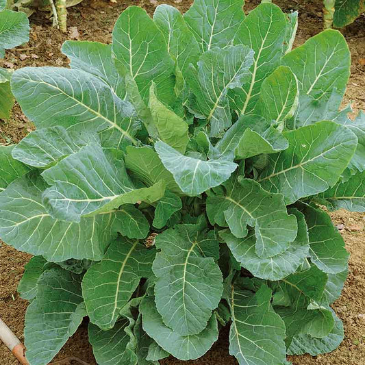 A close-up of a vibrant green georgia southern collard plant with large, healthy leaves.