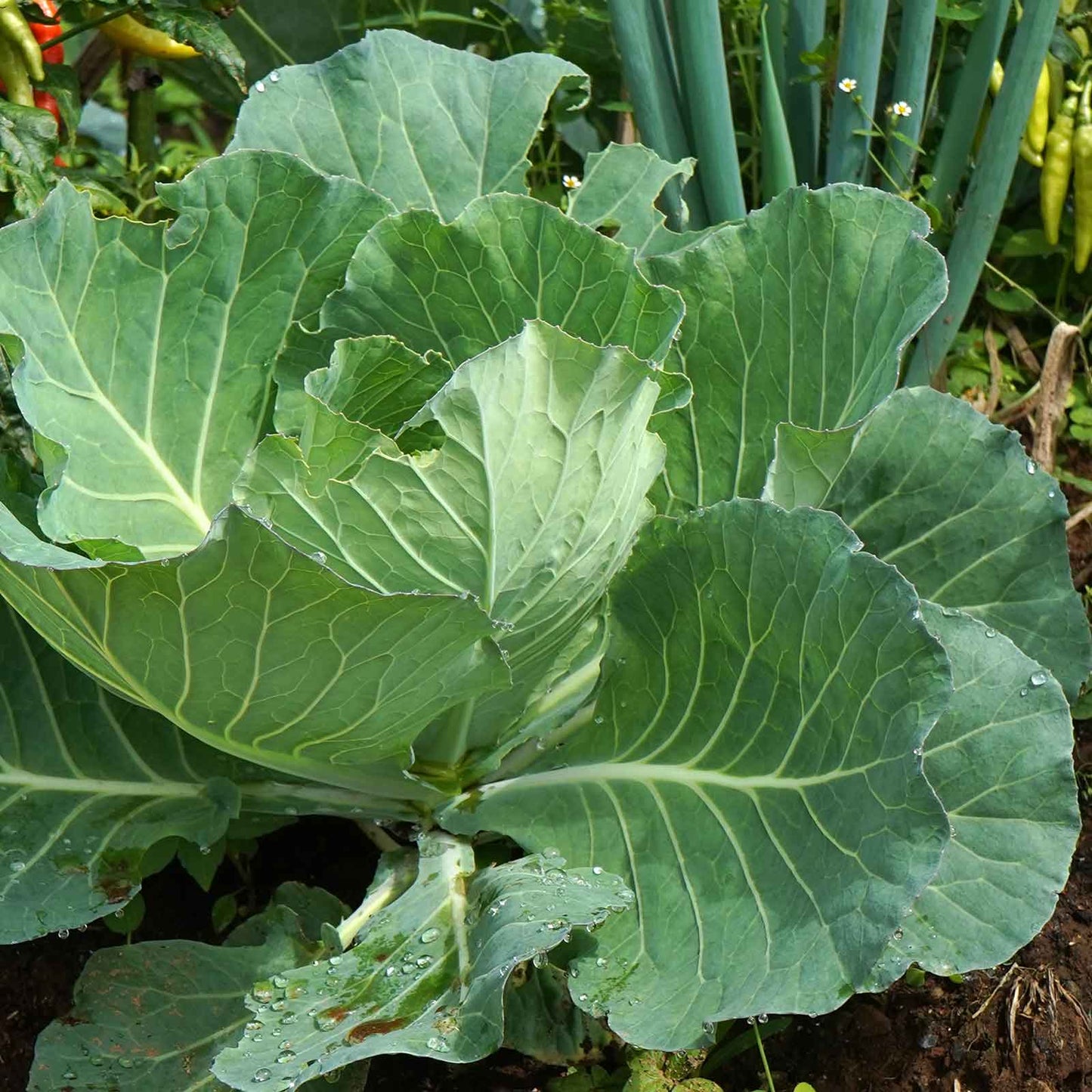 A close-up of a vibrant green Morris Heading collard plant with large, healthy leaves.