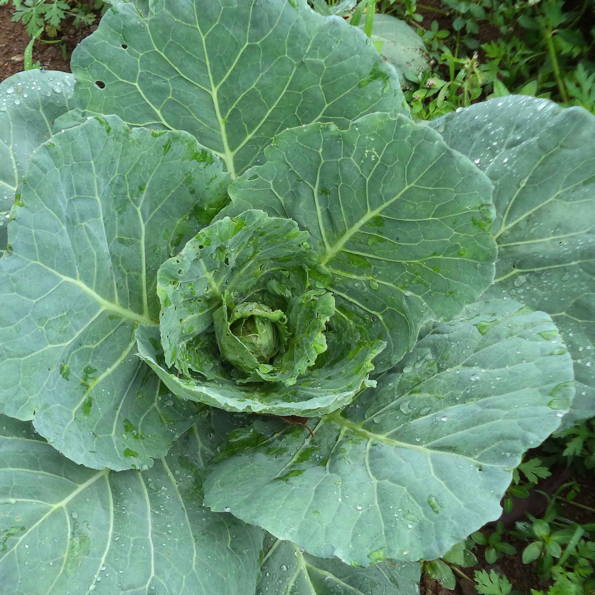 A close-up of a Vates collard greens, with green leaves and thick stems.