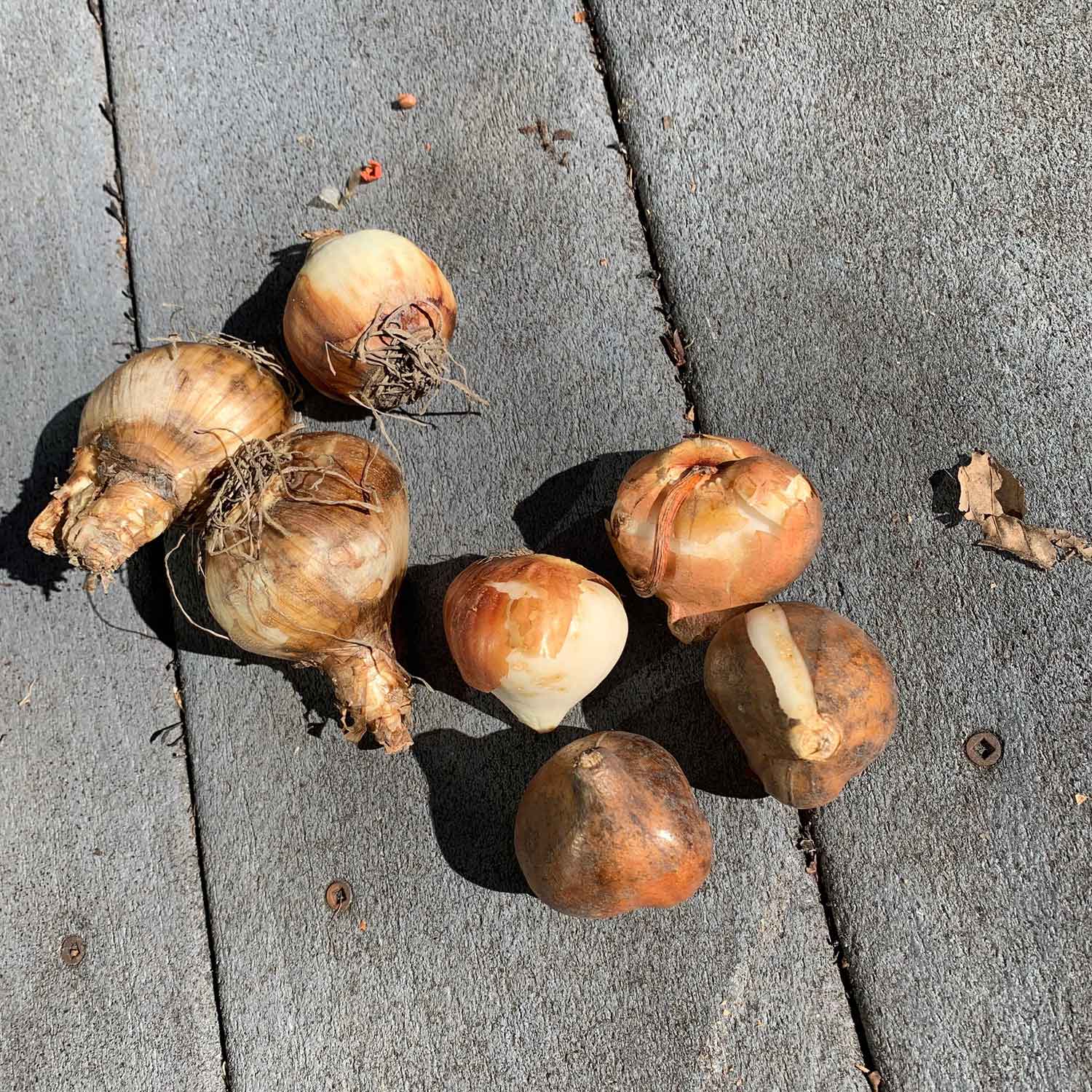 Tulip and Daffodil bulbs on a neutral surface
