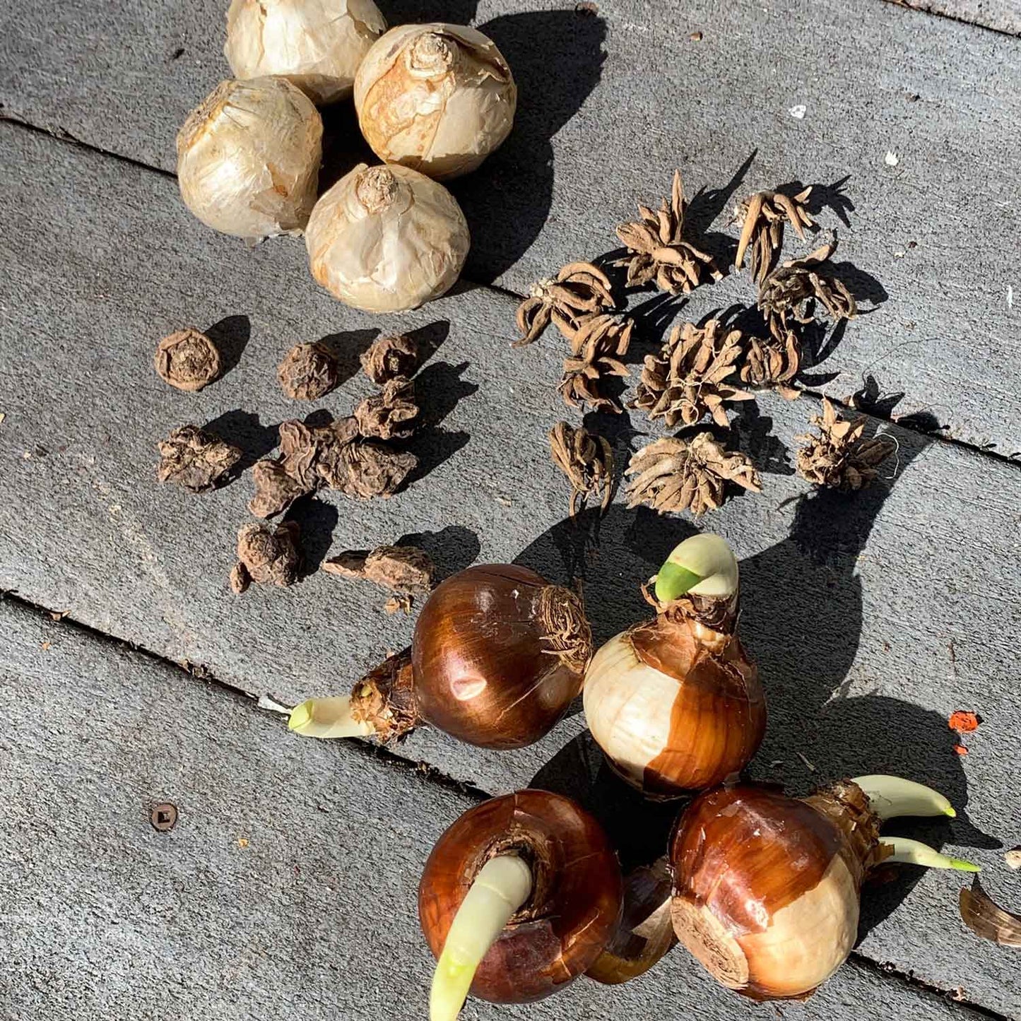 Hyacinth, paperwhite, anemone, and ranunculus bulbs on a neutral surface.