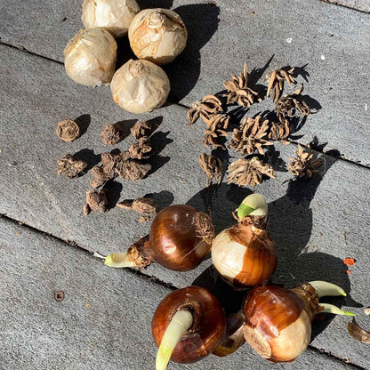 Hyacinth, paperwhite, anemone, and ranunculus bulbs on a neutral surface.