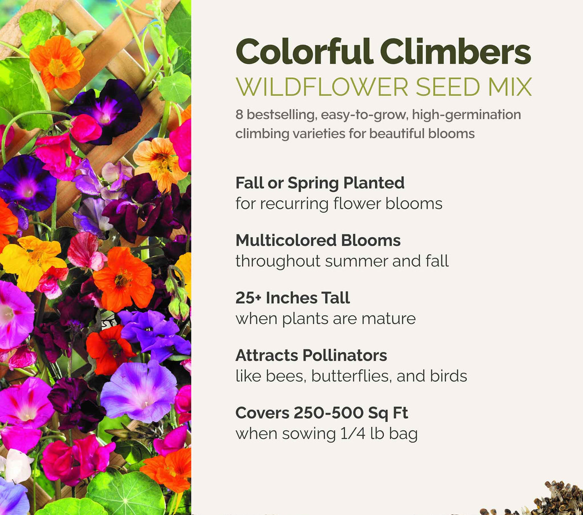 A visual overview of the wildflower seed mix, showcasing expected floral blooms.