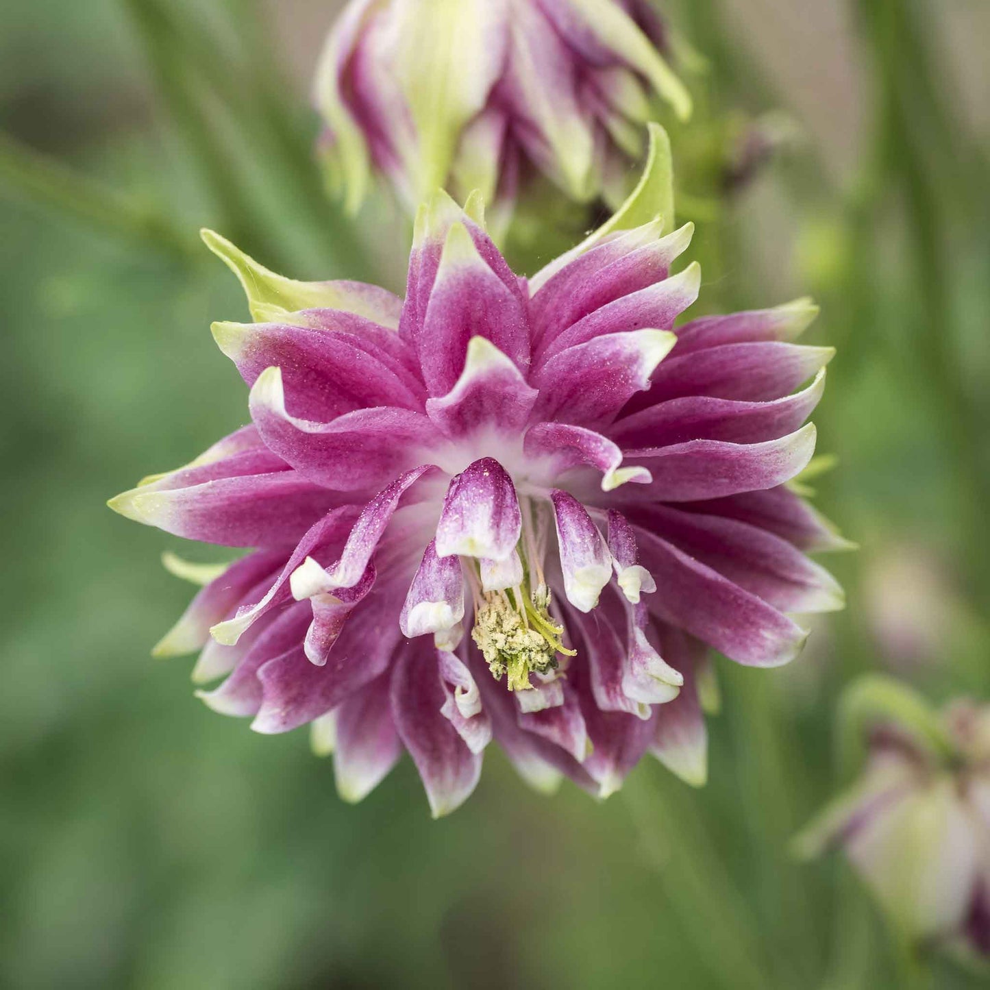 Pink columbine Barlow mix flower with green stem and leaves against a blurred background.