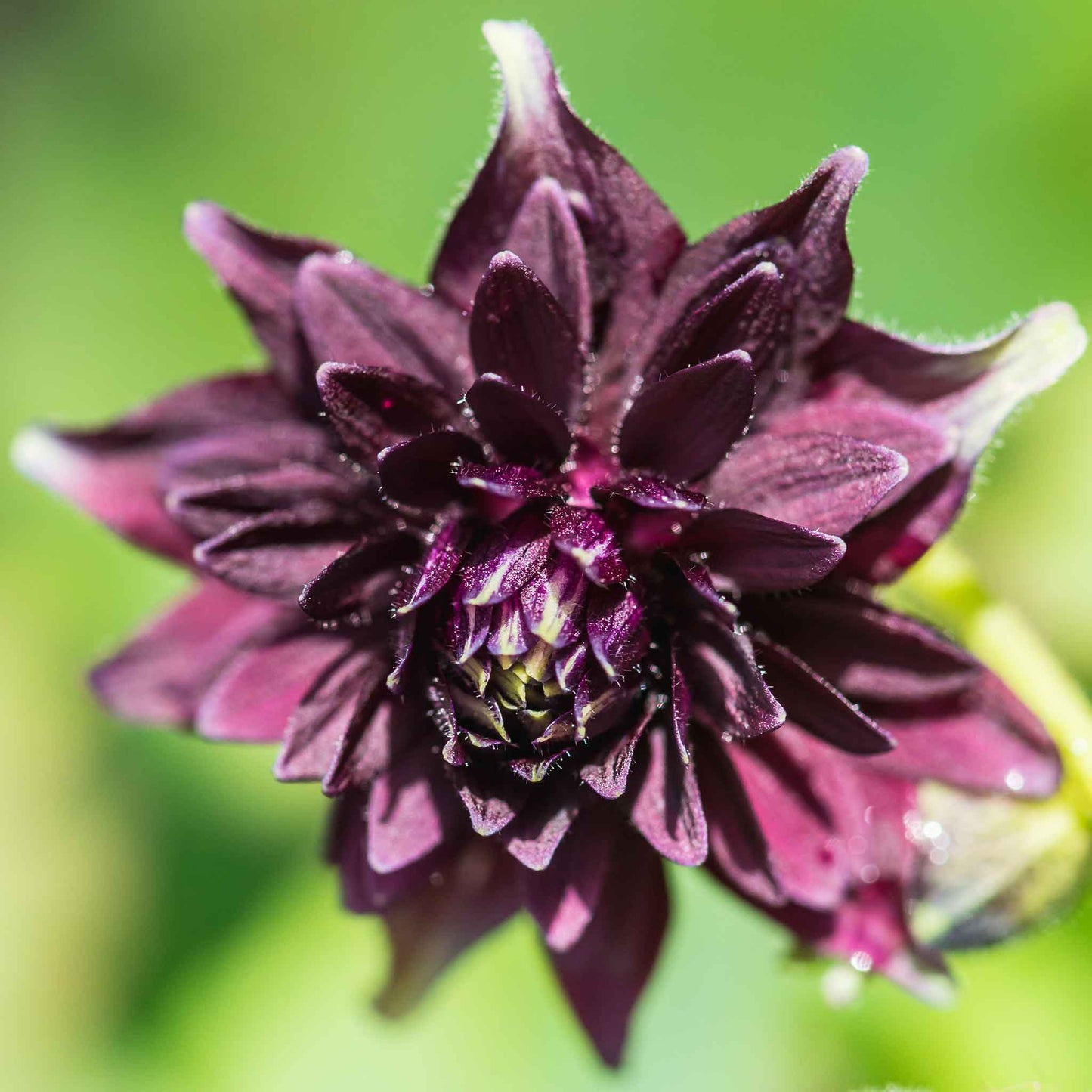Deep purple columbine Barlow mix bloom with layered petals against a blurred green background.
