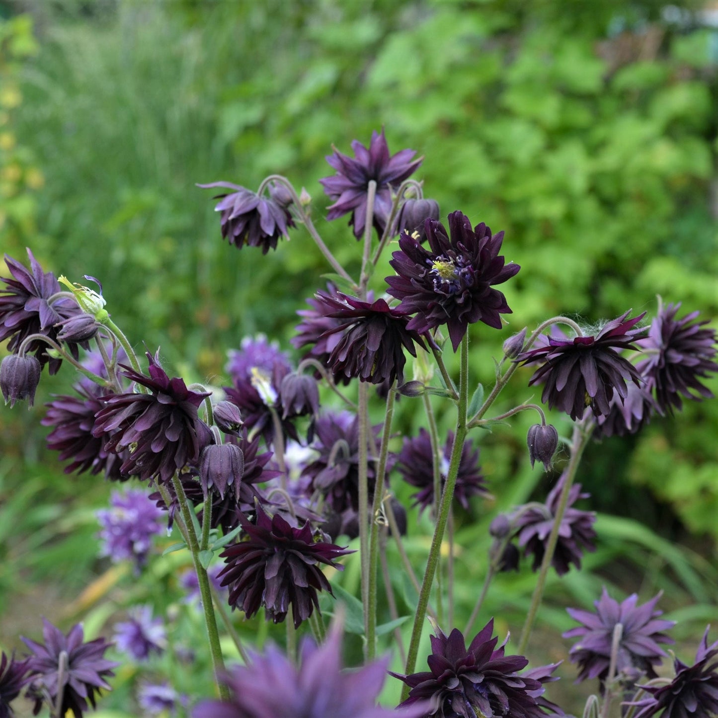 Dark purple columbine Barlow mix flowers with white tips against a blurred green background