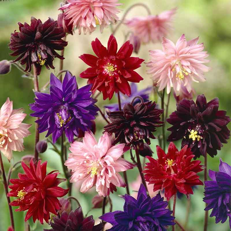Columbine Barlow mix in deep red, pink, and purple blooms against a dark leafy background.