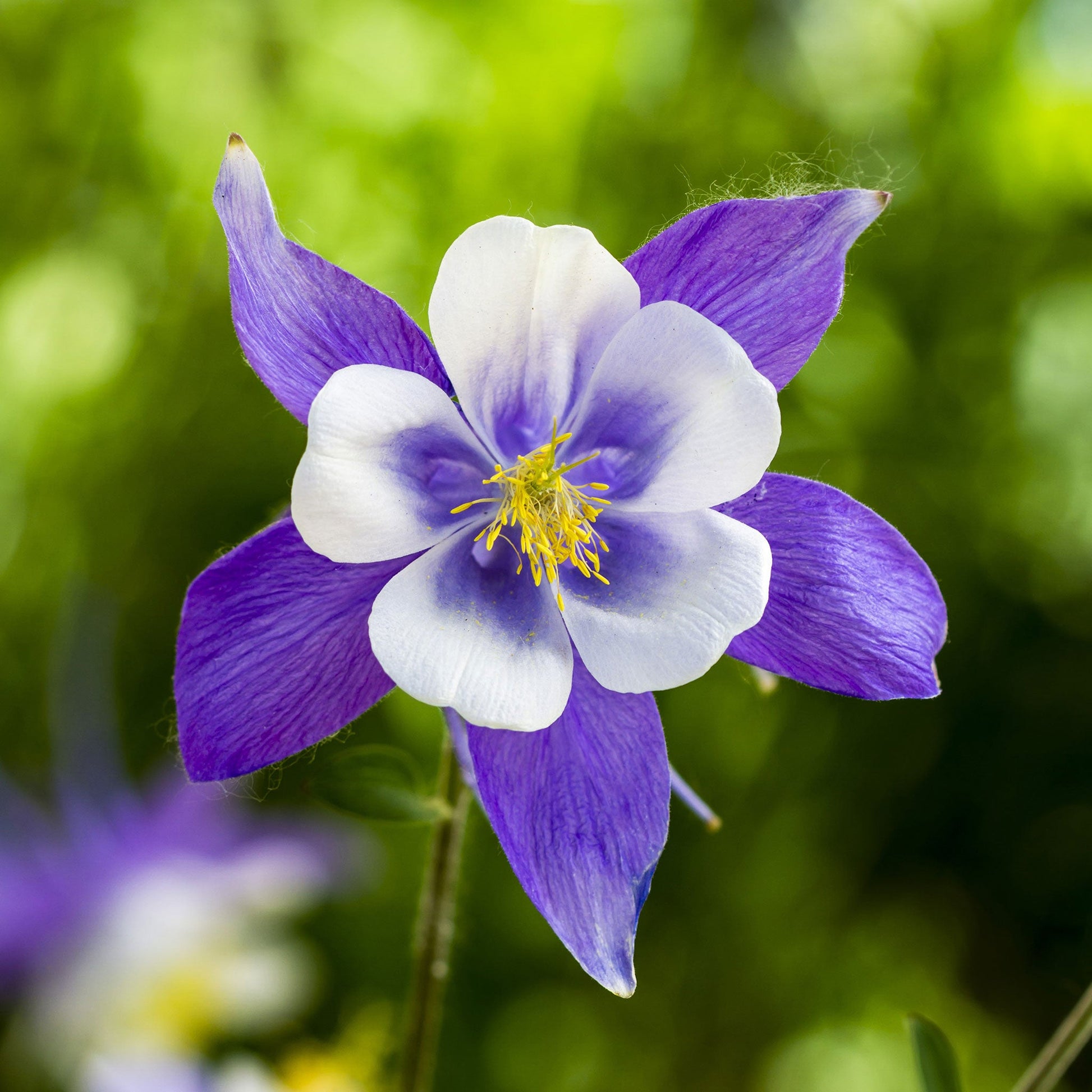 Blue columbine flower with delicate petals against a soft blurred green background.