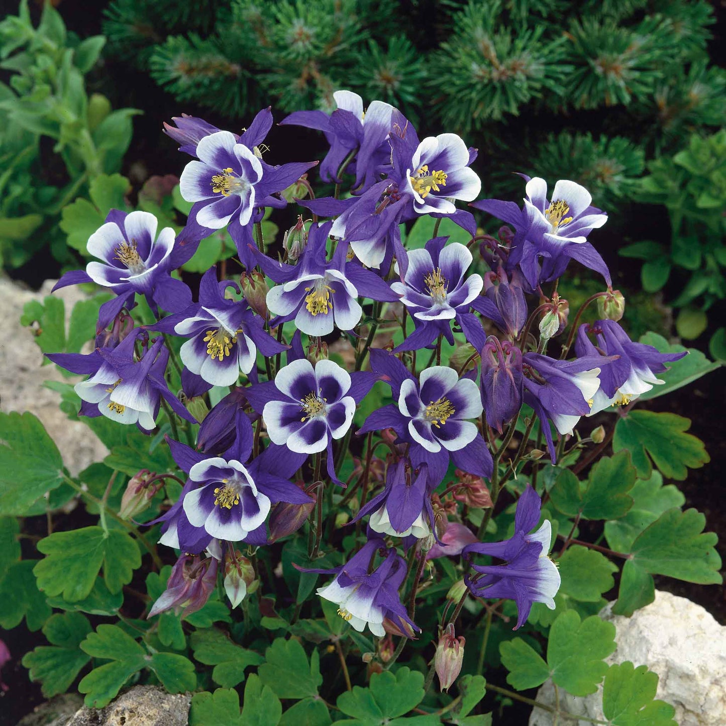 Blue and white columbine blue star flowers blooming against a dark green leafy background.