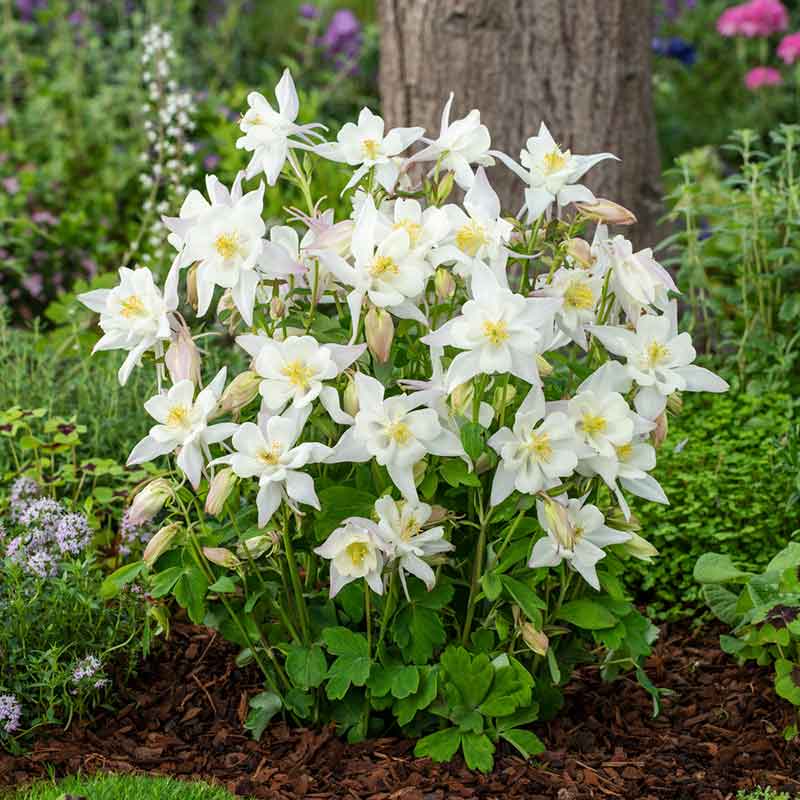 White columbine crystal star flowers with green foliage growing in a garden setting. | copyright: Floramedia UK Ltd