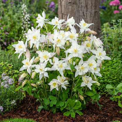 White columbine crystal star flowers with green foliage growing in a garden setting. | copyright: Floramedia UK Ltd