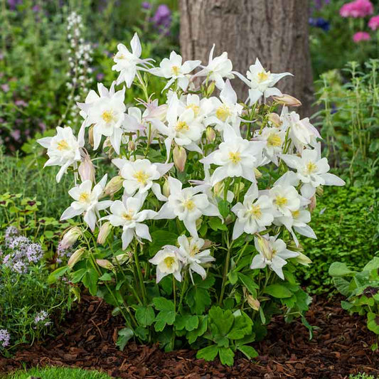 White columbine crystal star flowers with green foliage growing in a garden setting. | copyright: Floramedia UK Ltd