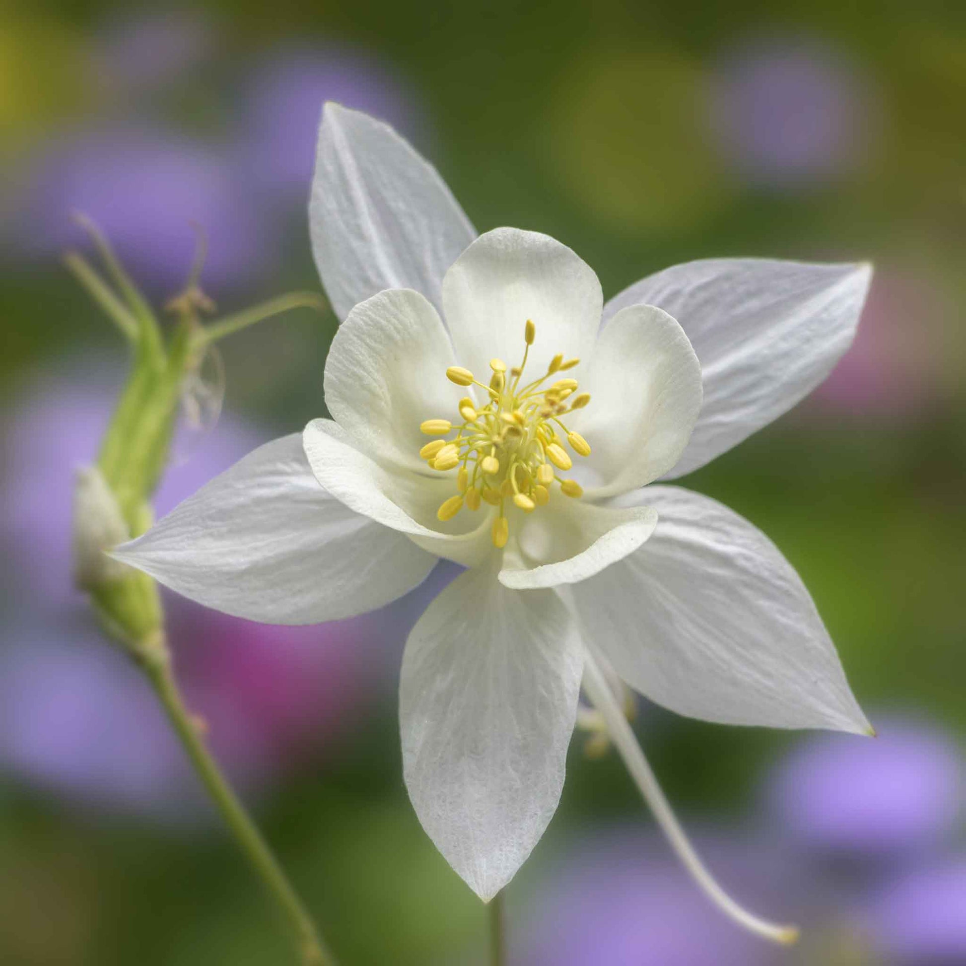 White columbine crystal star flower with yellow center among soft green foliage.