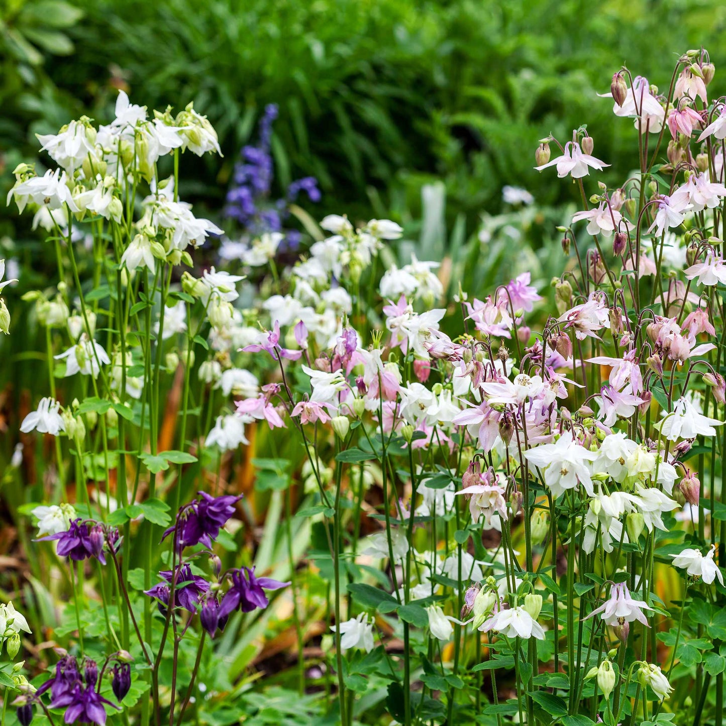 Purple, pink, and white dwarf European columbine flowers growing in a green garden